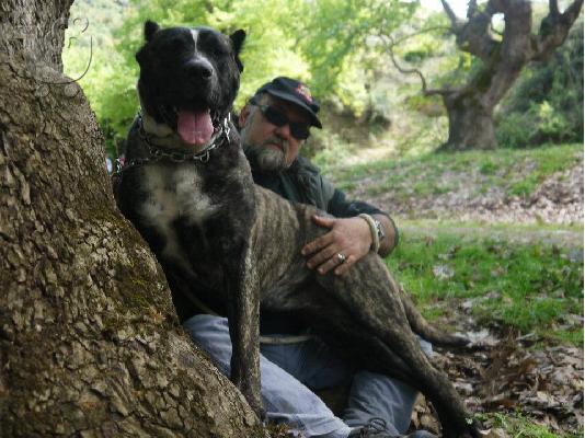 PRESA CANARIO